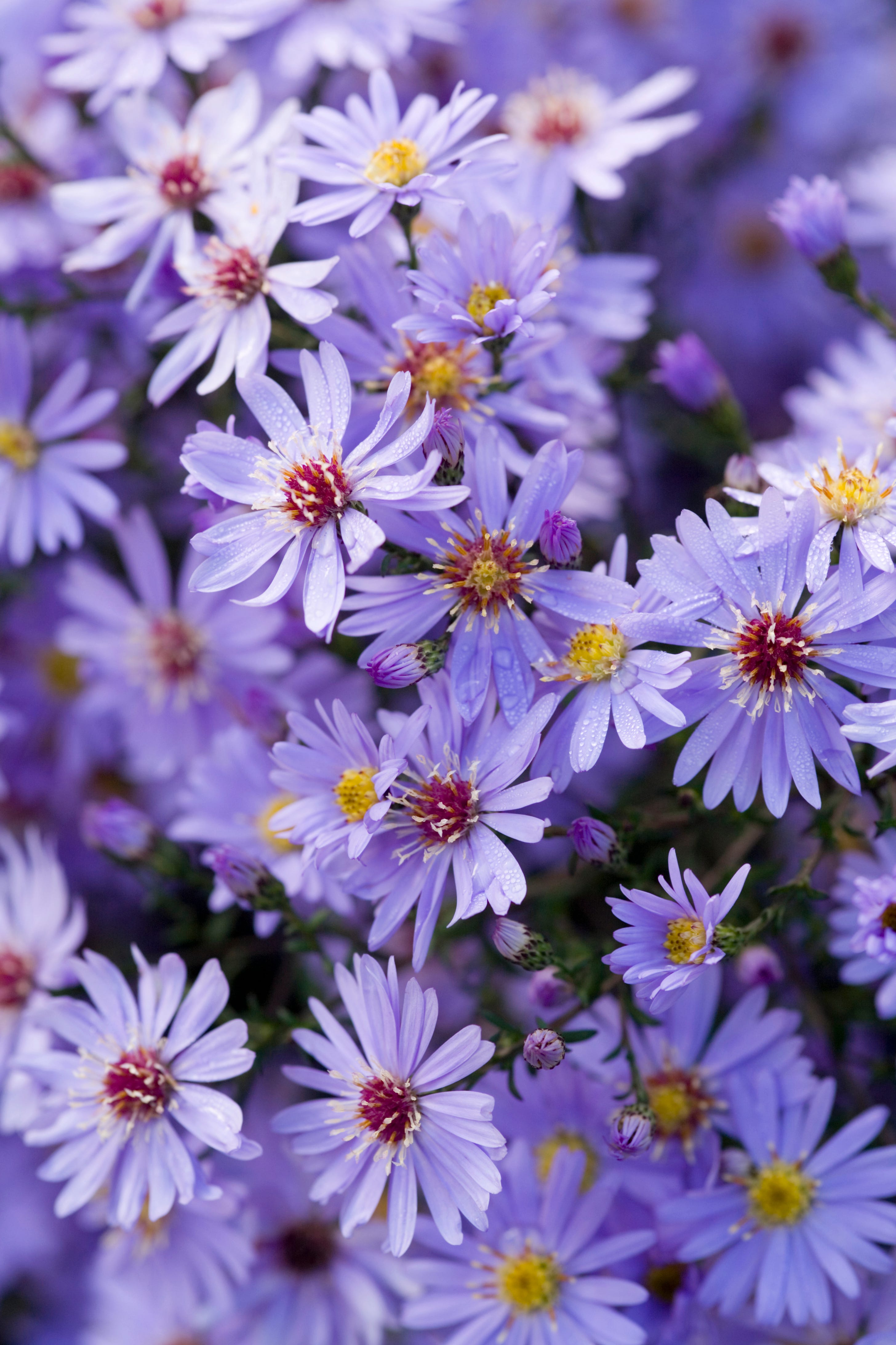michaelmas daisy