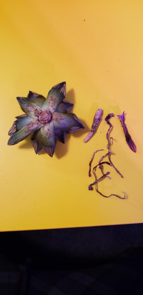 H. Atrofusca Mutant - 6 years of growth