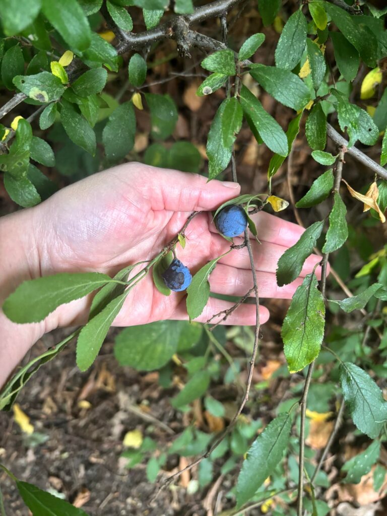 What are these blueberry looking things? London, UK