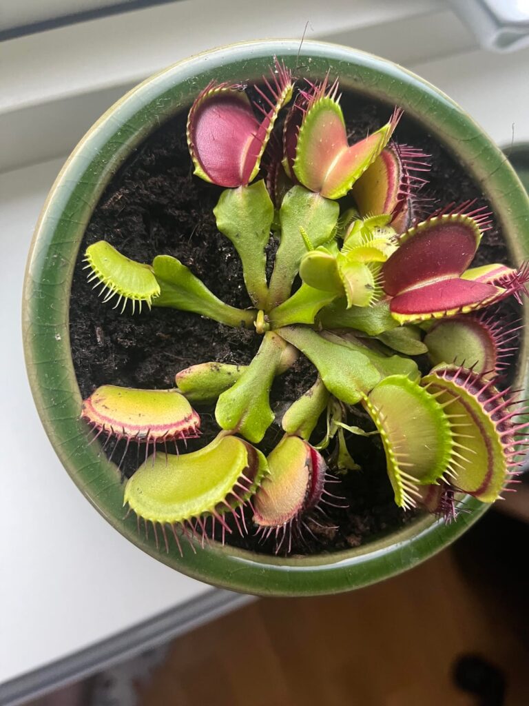 Venus flytrap turning yellow quickly