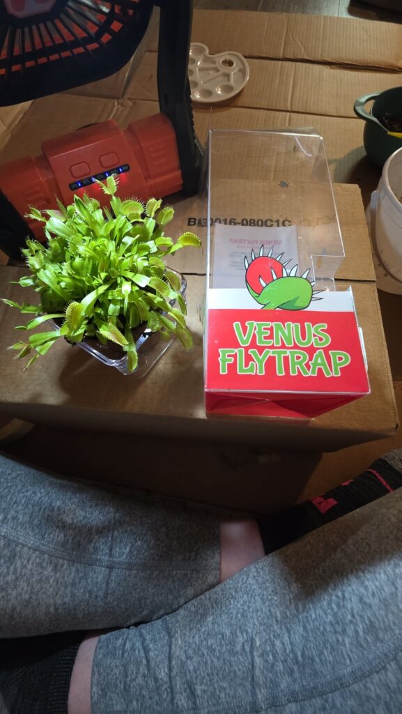 Walmart Flytrap Walmart Flytrap