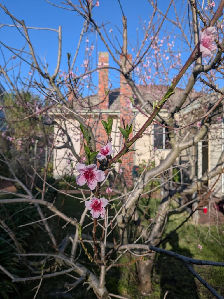 What tree is this?