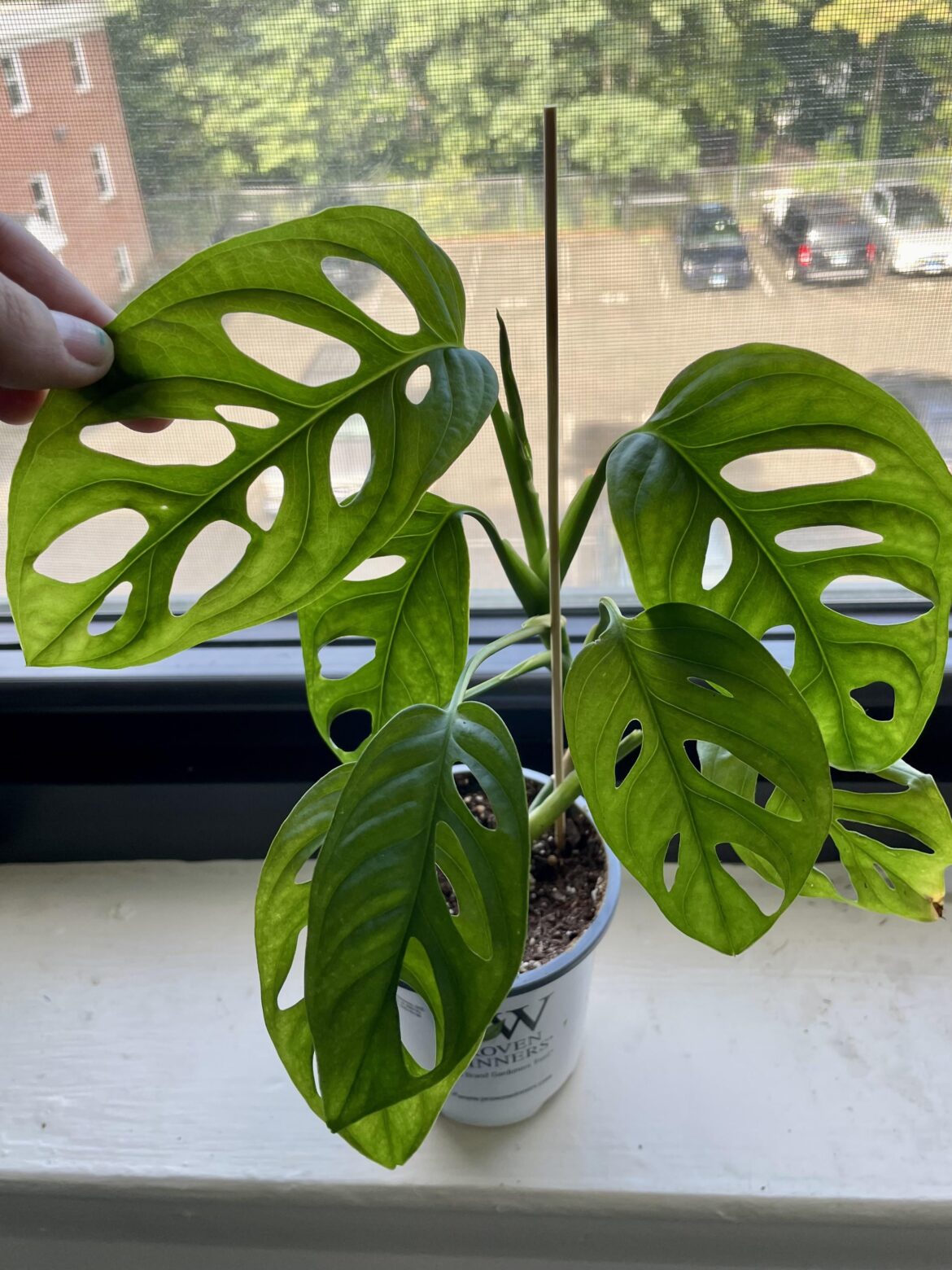 This little prop is growing so fast
