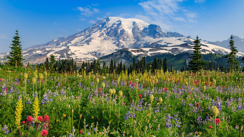 A field of many types of wildflowers grows near Mt Rainier.