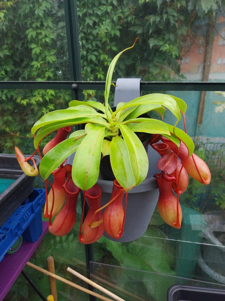 Next step of the journey...nepenthes