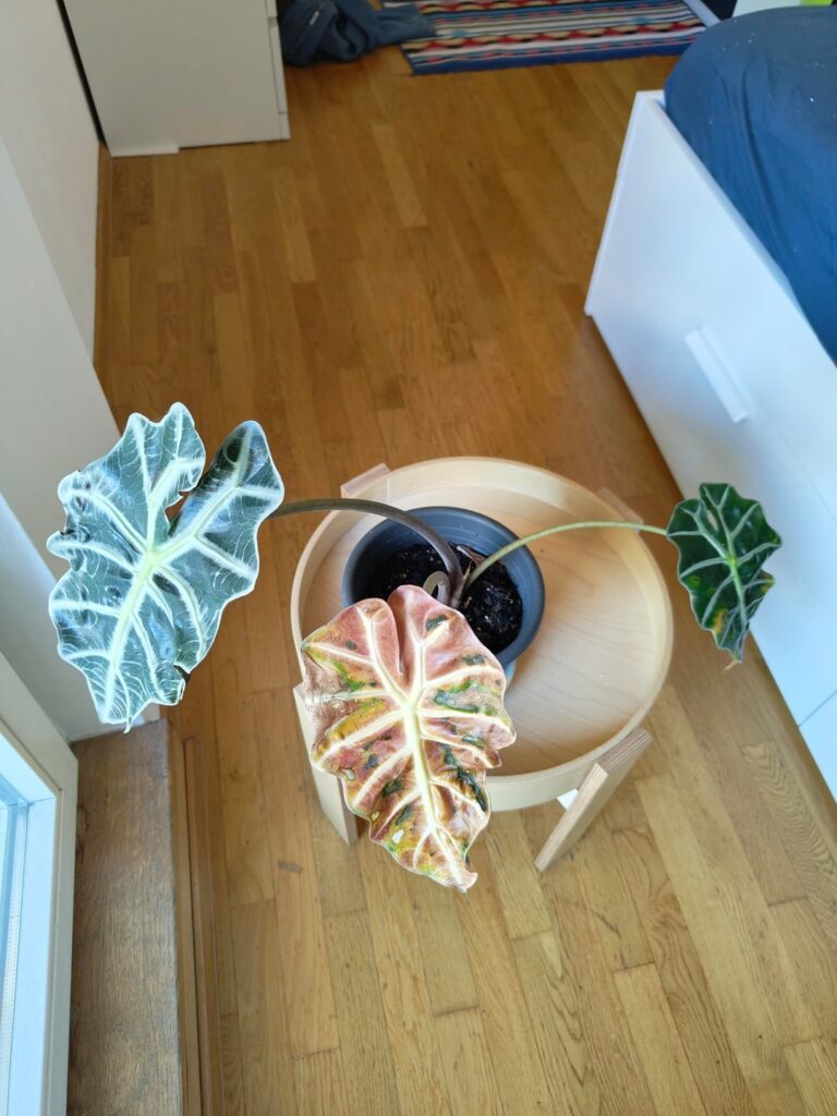 My African Mask Plant is dying