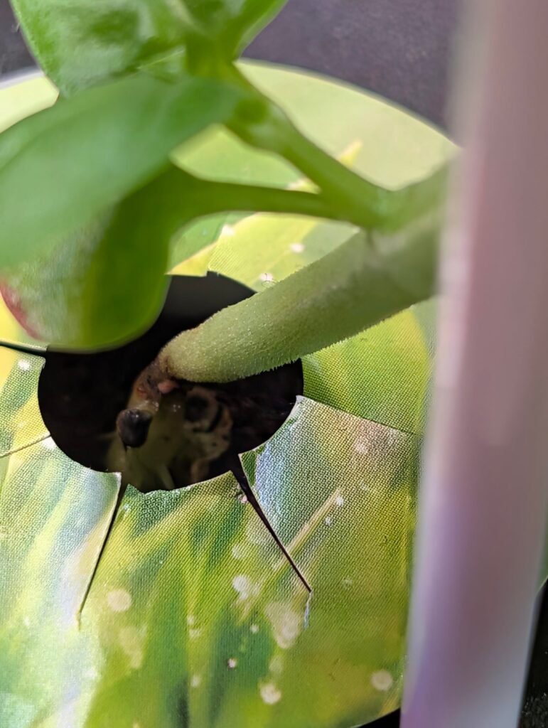 Rotting Basil Stem?