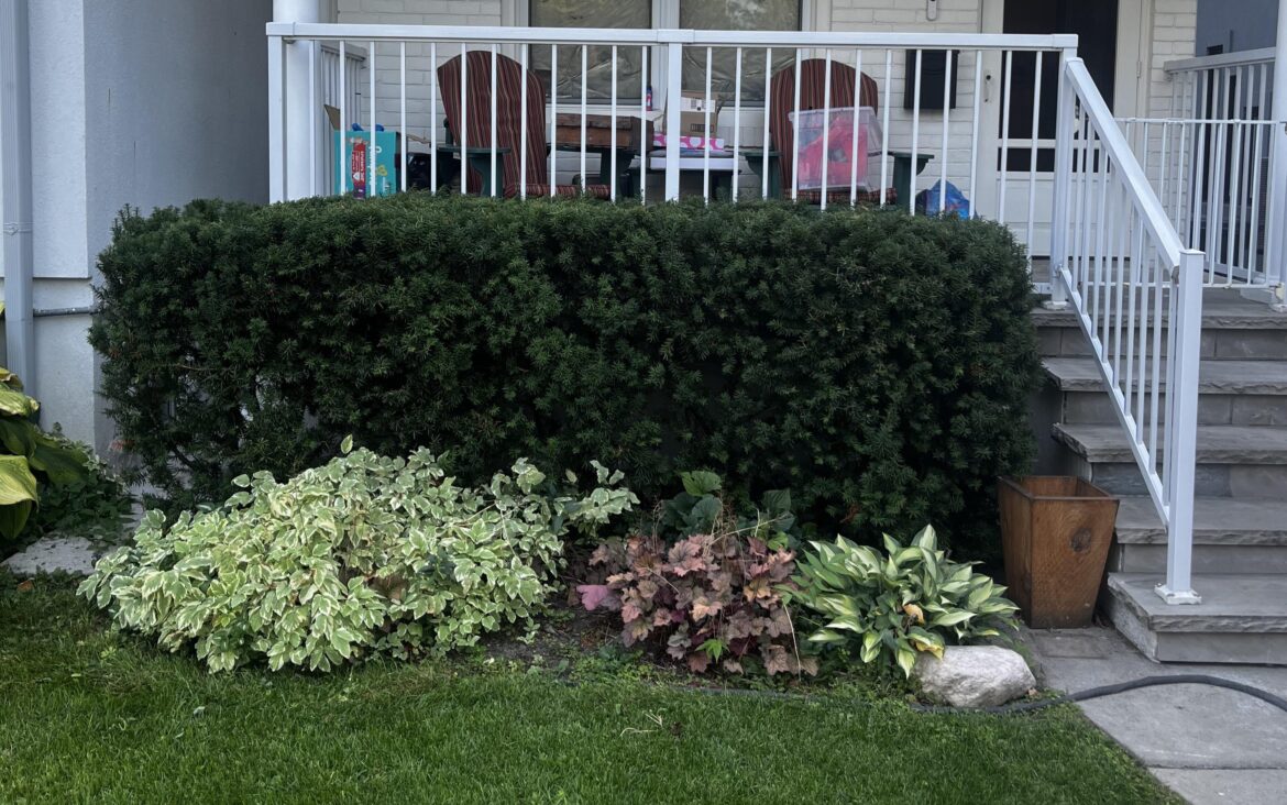 Advice on what to replace these plants with – Toronto Advice on what to replace these plants with - Toronto