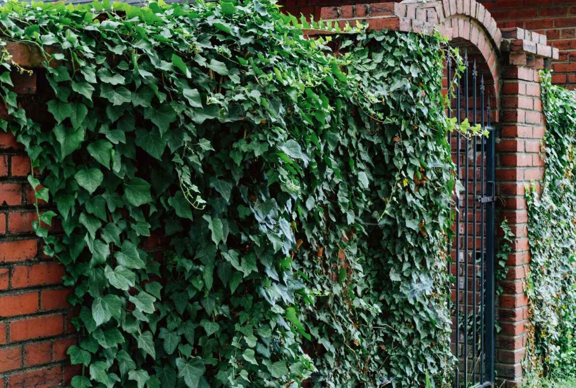 10 Climbing Plants That Can Secretly Damage Your Home 10 Climbing Plants That Can Secretly Damage Your Home