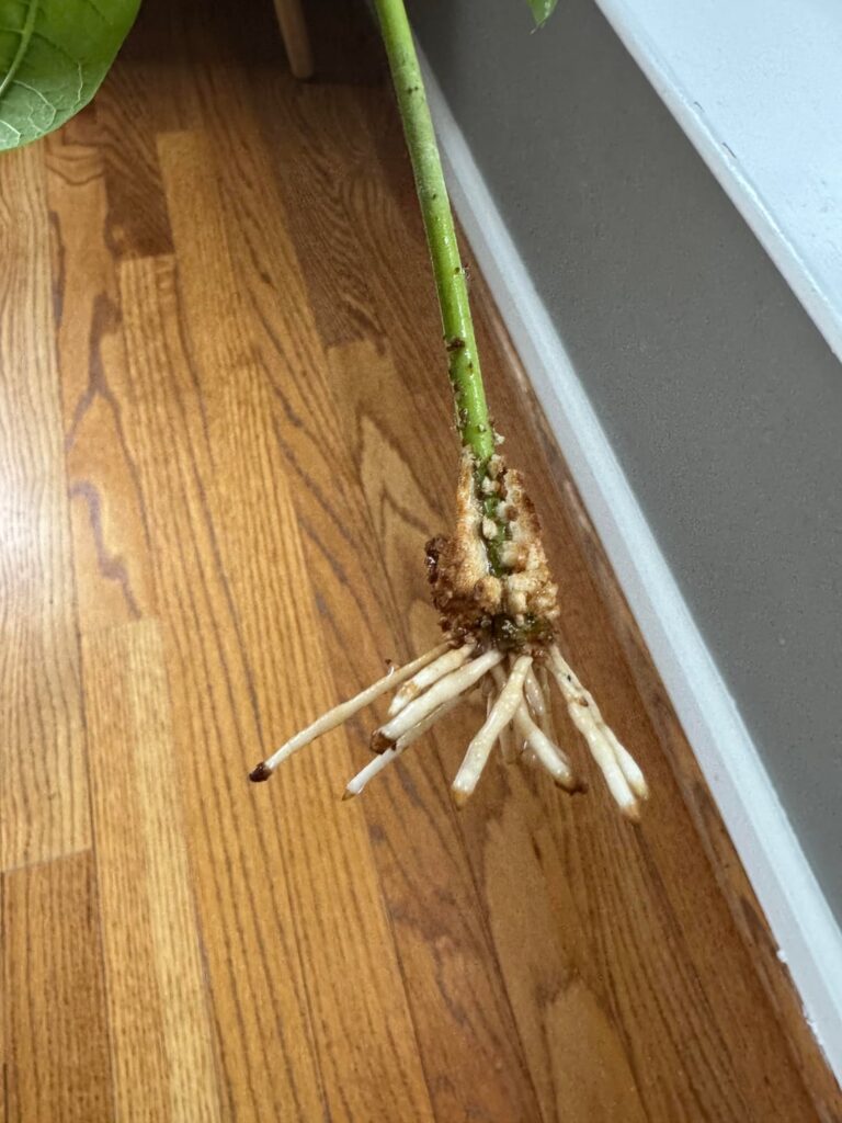 Is this ready to be put in soil?