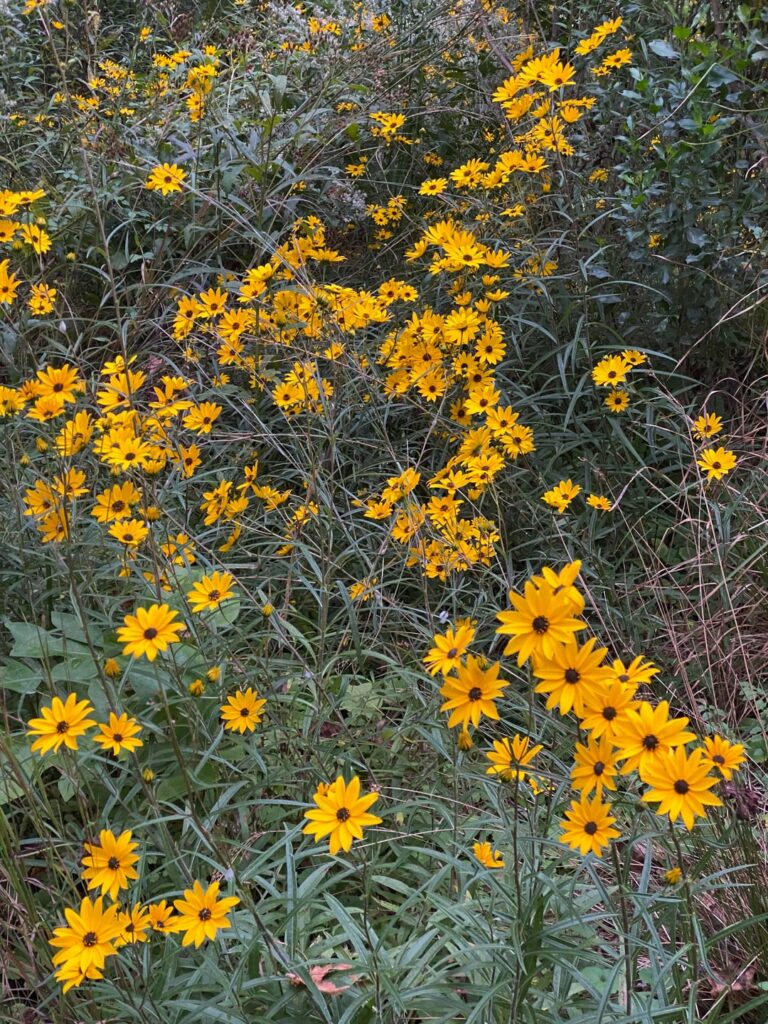 Fall blooming natives