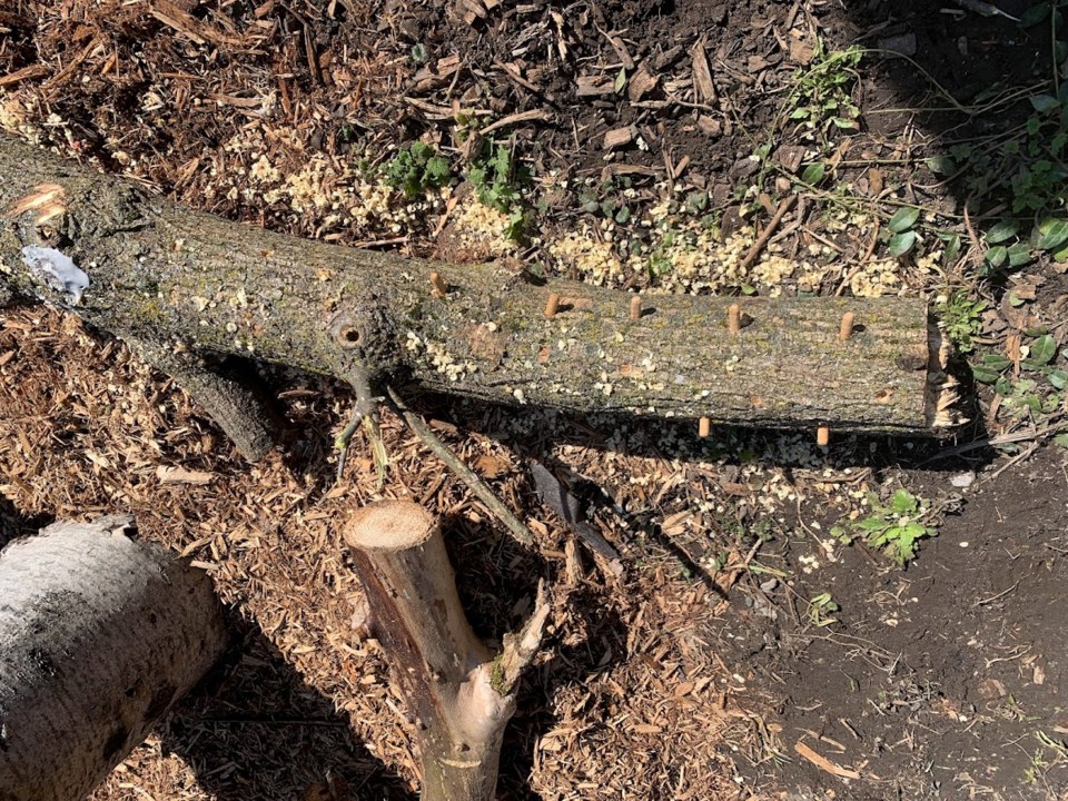 mushroom-log-2