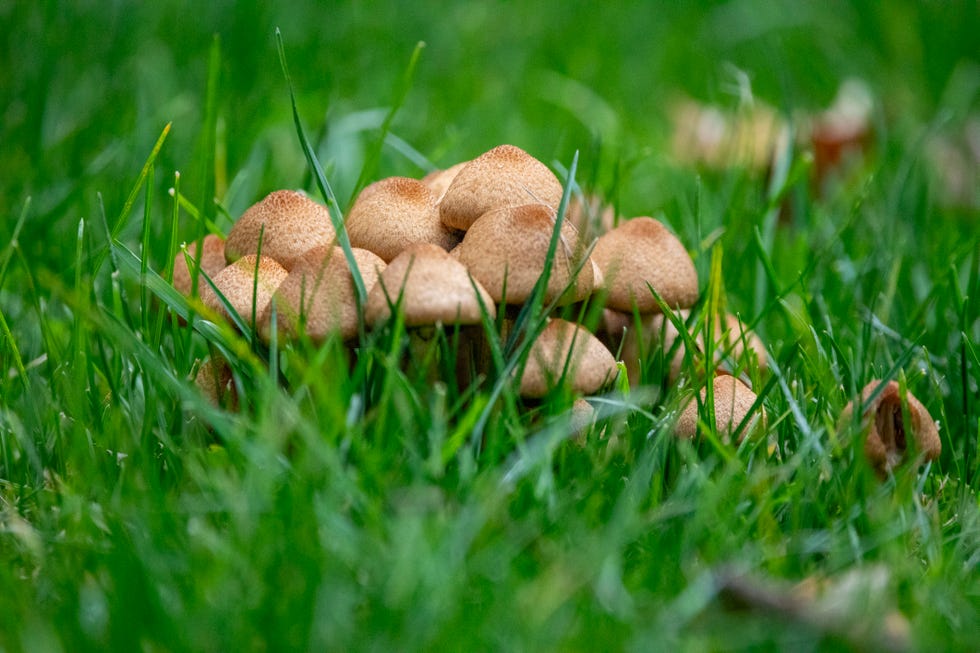 mushrooms on the lawn
