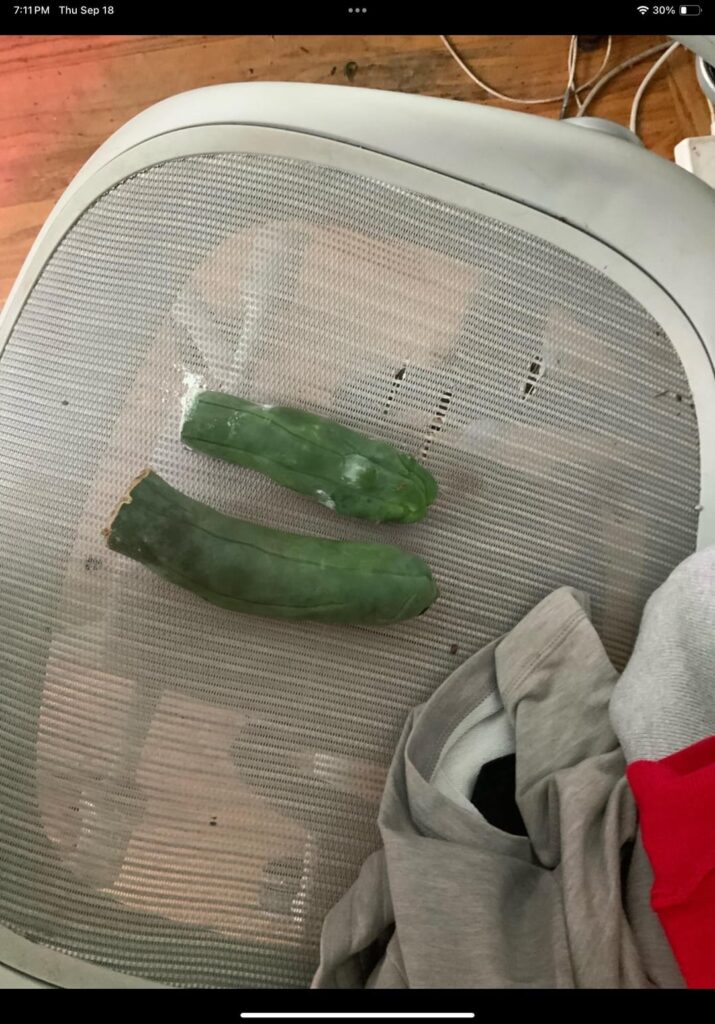 A year and a half ago, I was allowed to take some penus cuttings for free.