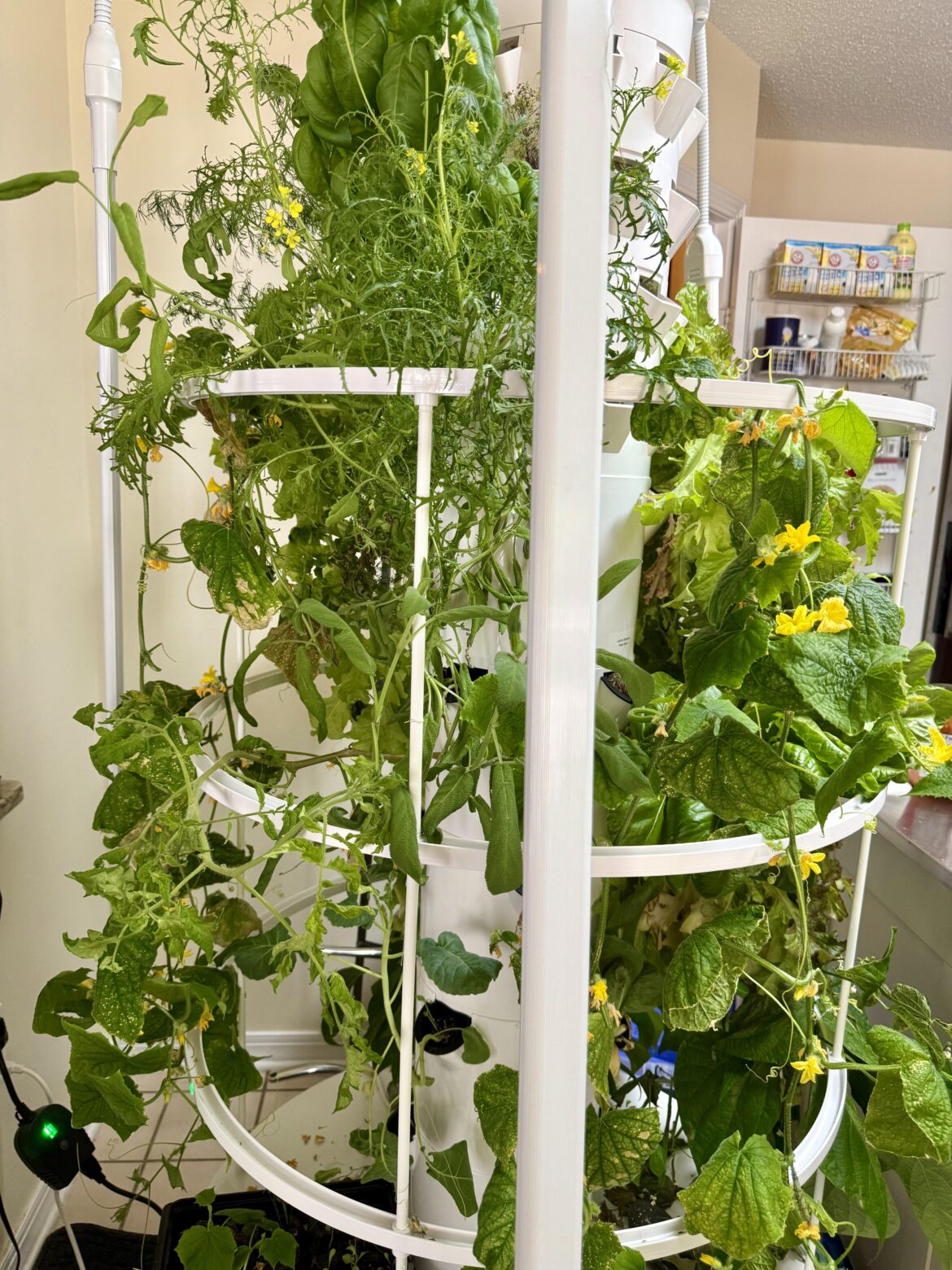 Cucumbers not thriving