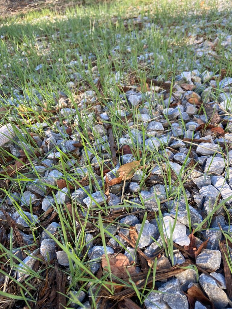 Should I replace the tarp or do something different entirely?