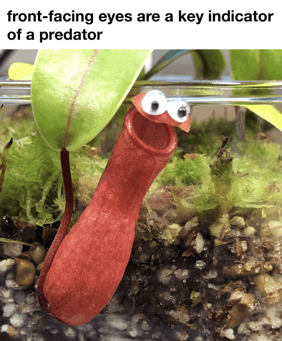 A feisty lookin' lil' savage