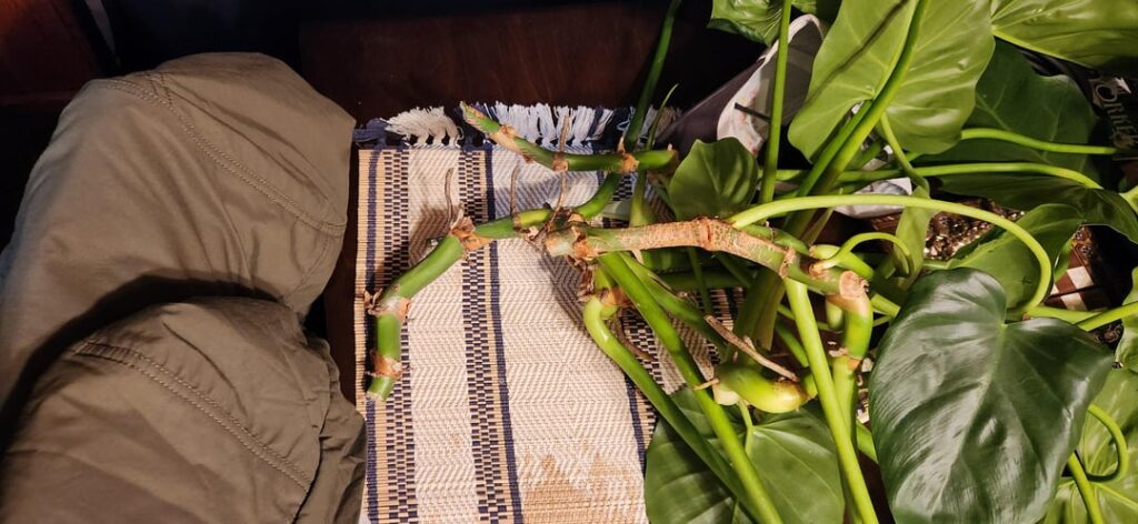 Best way to propagate these philodendron giganteum cuttings?