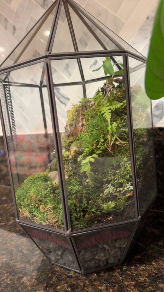 New terrarium build