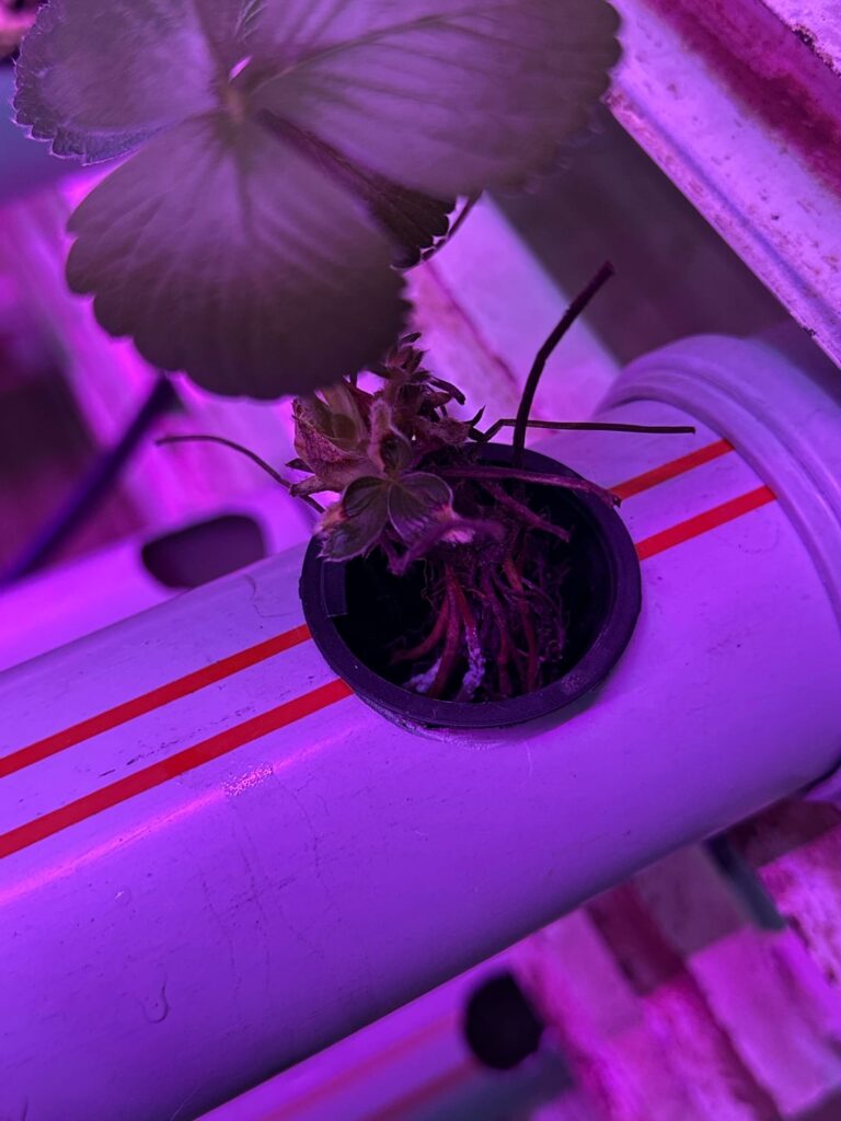 Help about my strawberries