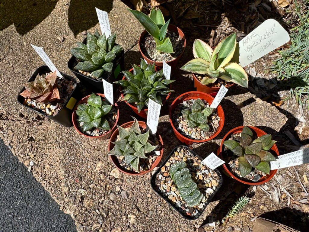 Lots of beautiful plants for sale at the Cactus and Succulent Society of Massachusetts annual festival! Here’s my haul from this morning!