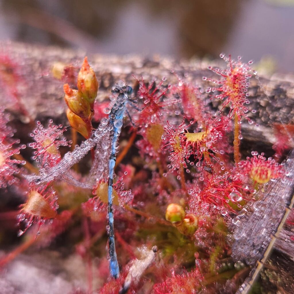Sundews in Ontario