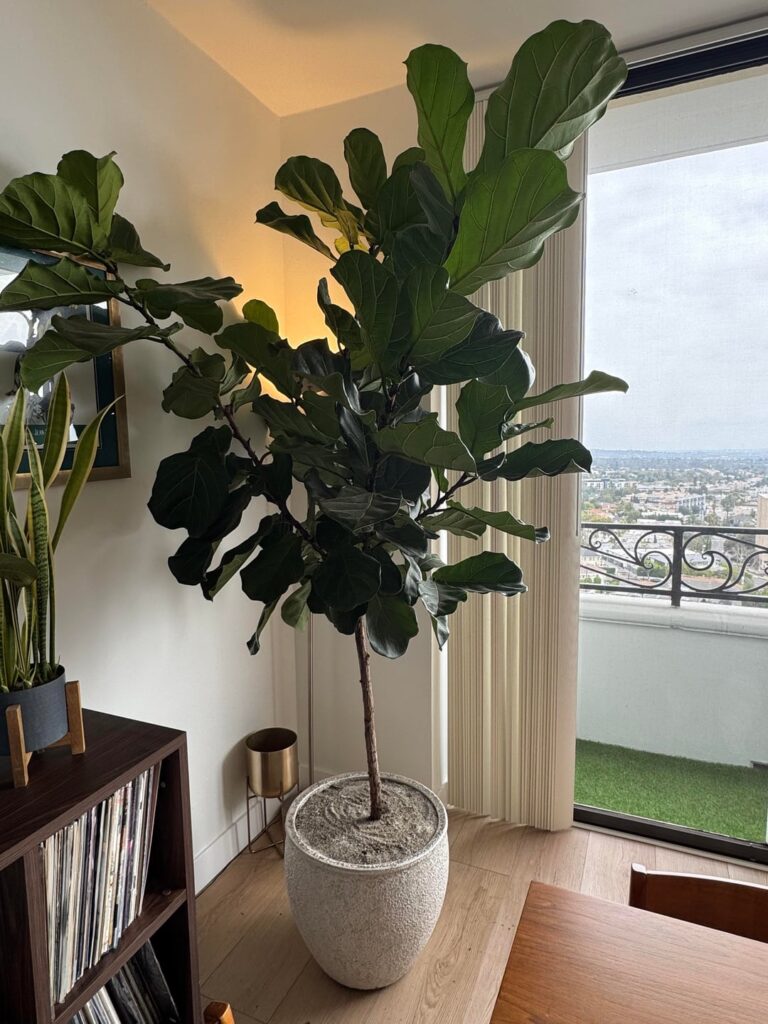 Advice on care