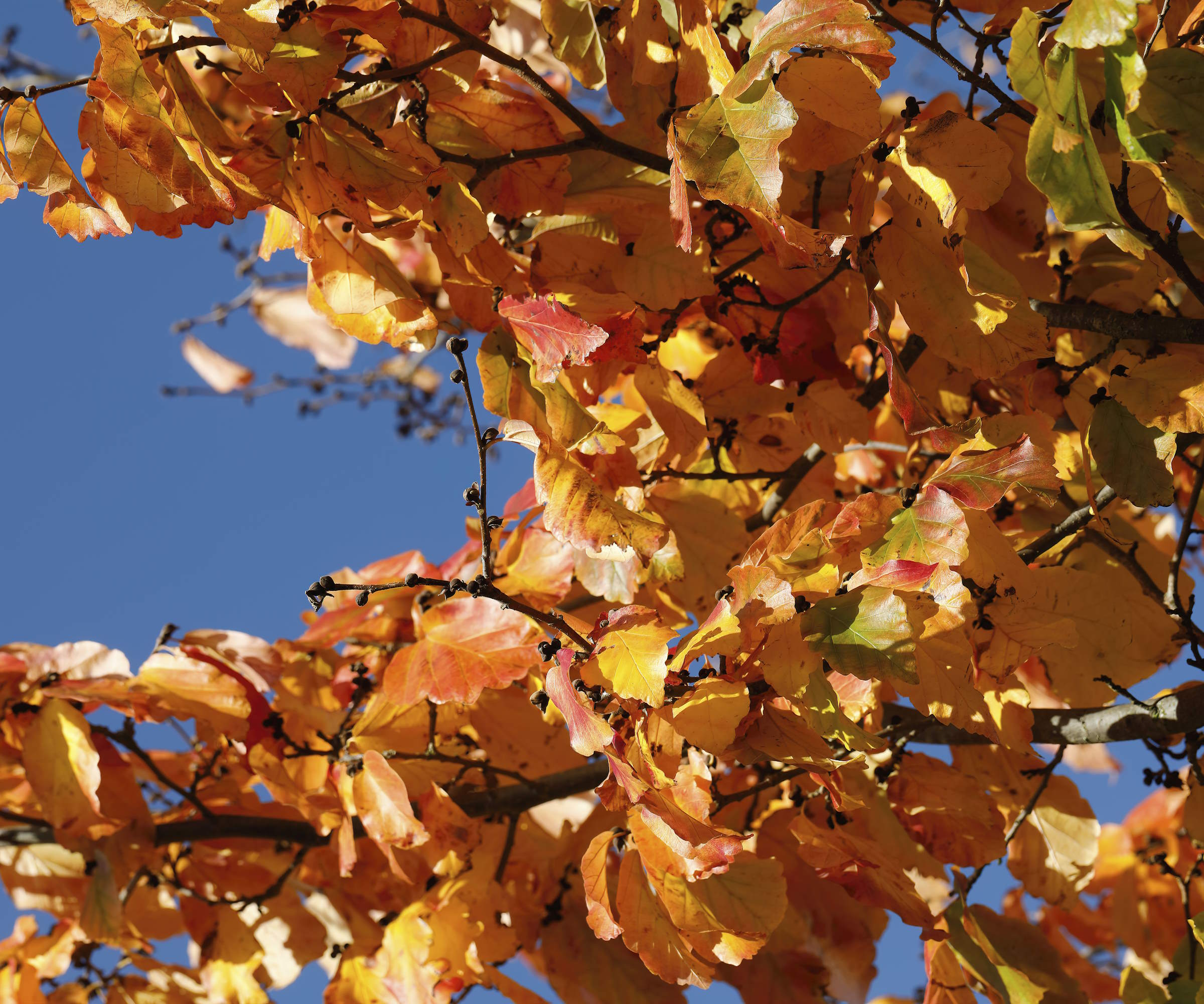 The orange leaves of a parrotia persica in fall