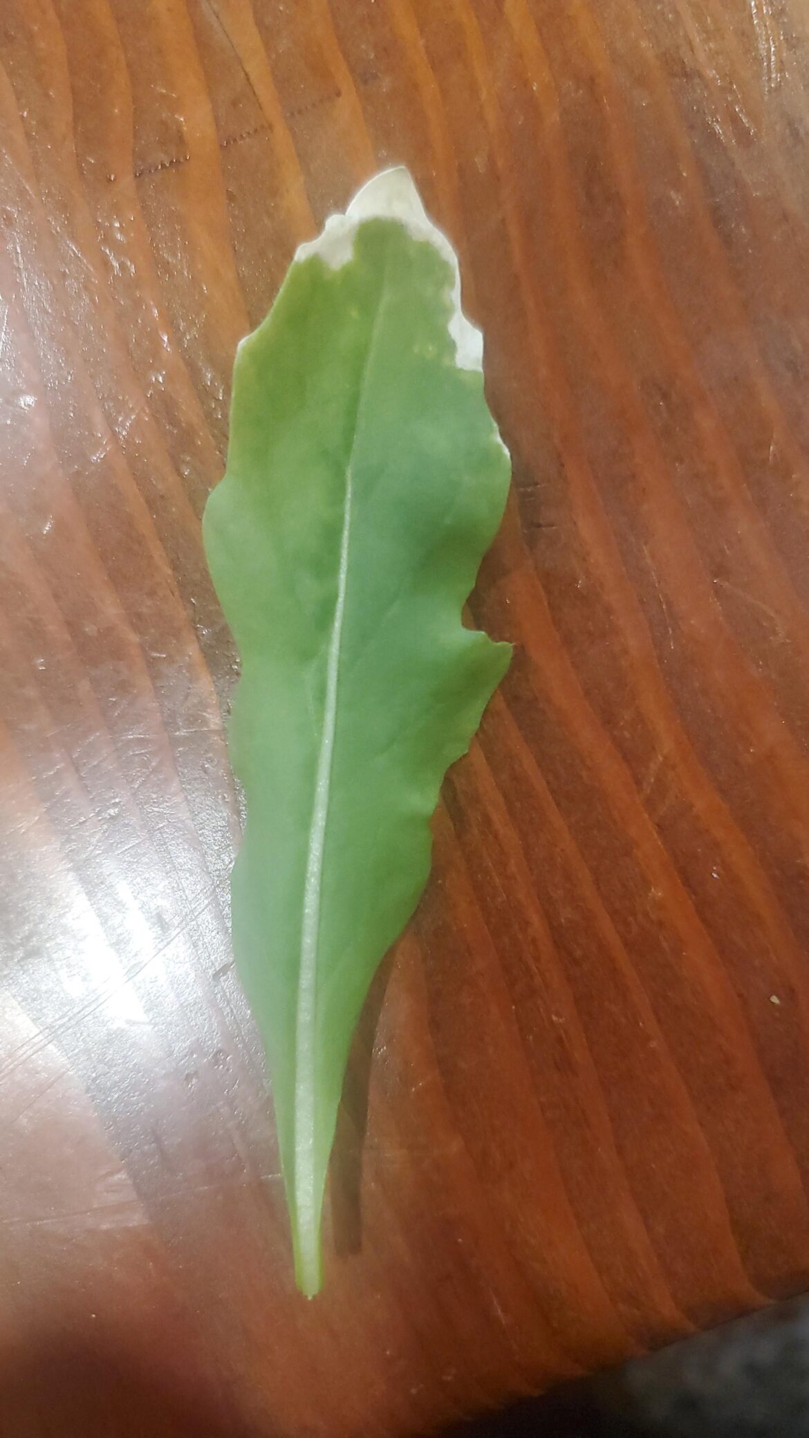 Ideas on cause of Arugula leaf defect?