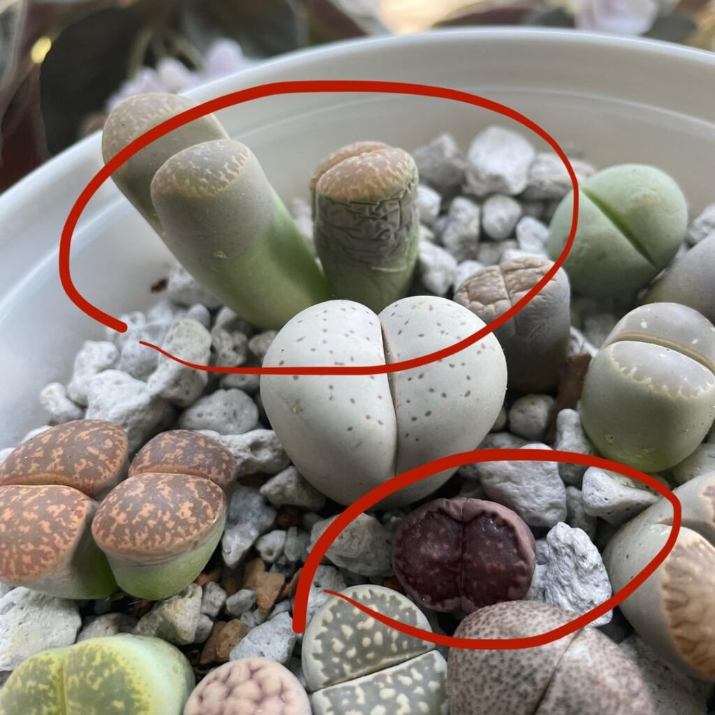 More Questions From a Lithops Newb!