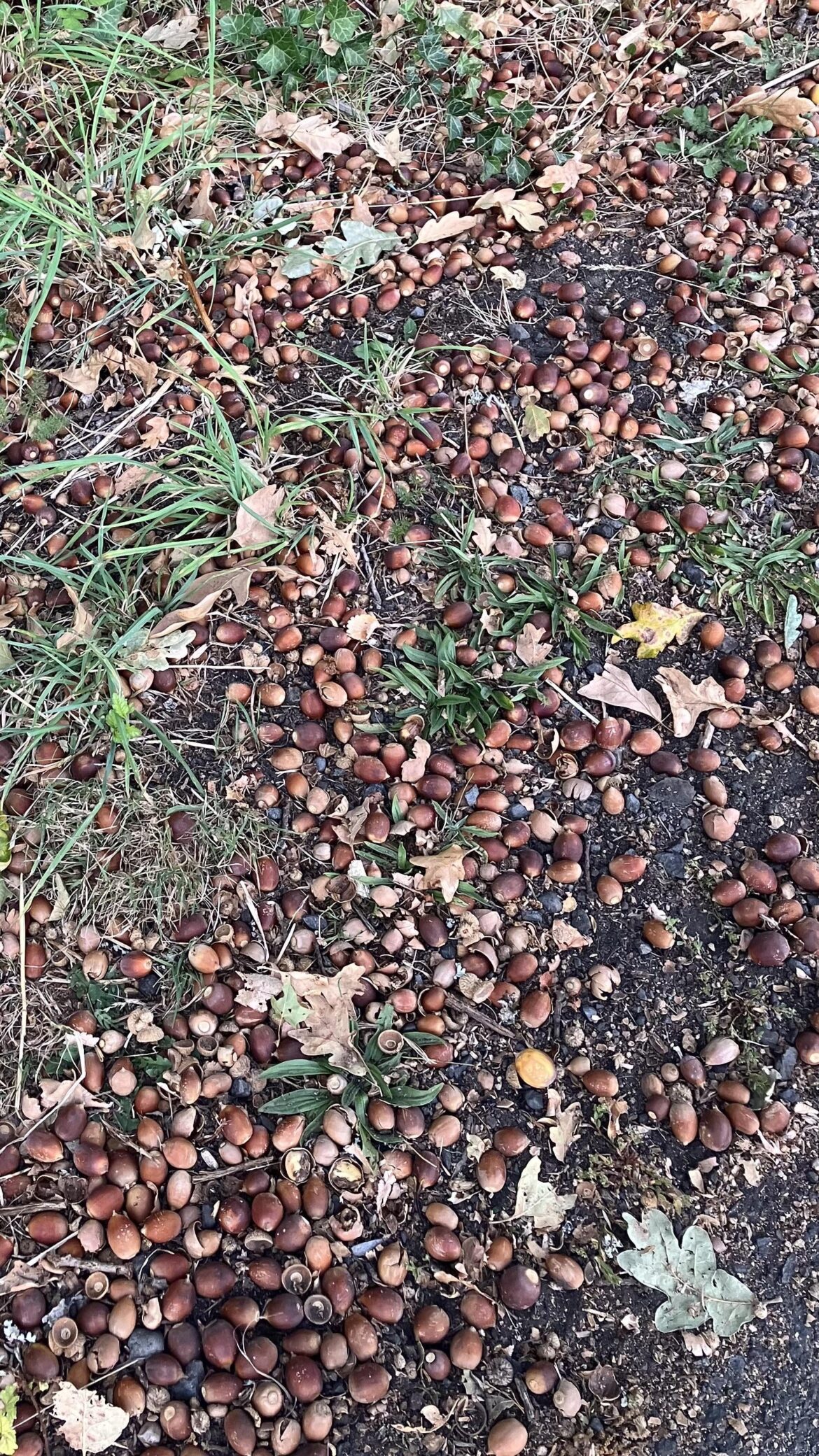 Anyone else planting acorns?