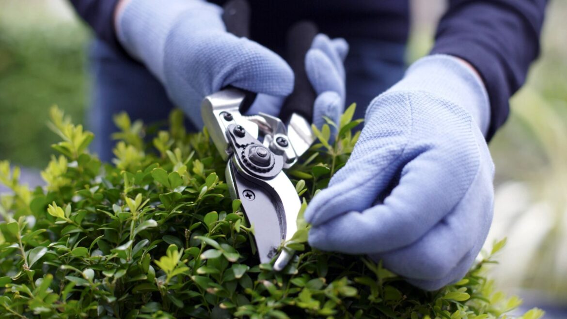 Exact time of day you should avoid touching your lawn at all costs or risk 'spreading disease' - and when to go all in