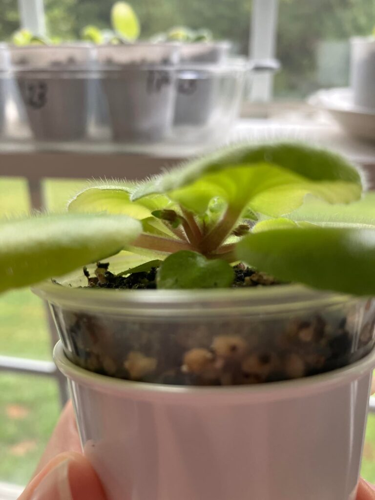 Starting AVs from Seeds: Part 5 (we have buds!) Starting AVs from Seeds: Part 5 (we have buds!)