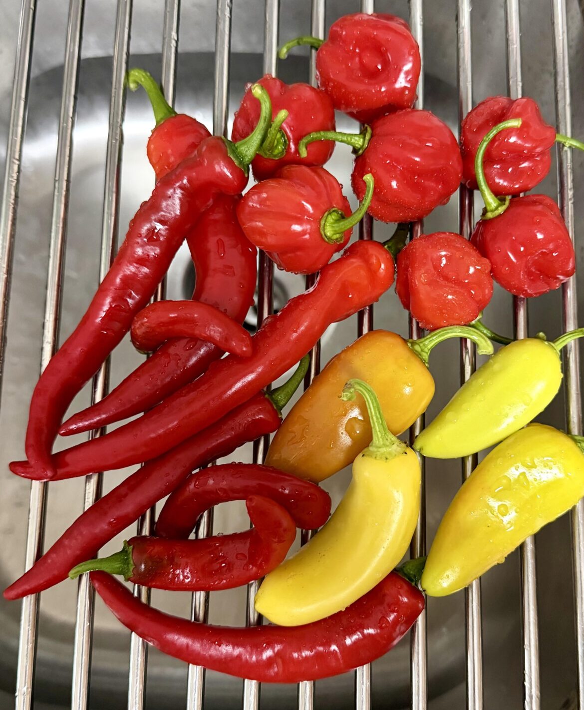 Today’s Harvest!