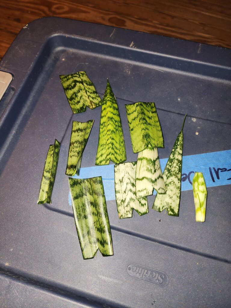 Propping Snake Plant.
