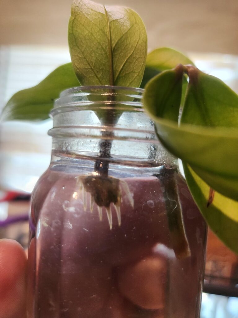 Grow, my pretties, grow!!! Grow, my pretties, grow!!!