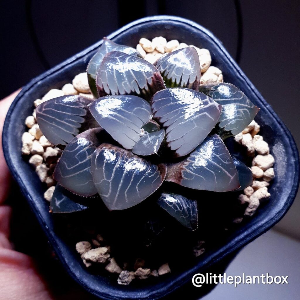 Haworthia Correcta 'Amaike'