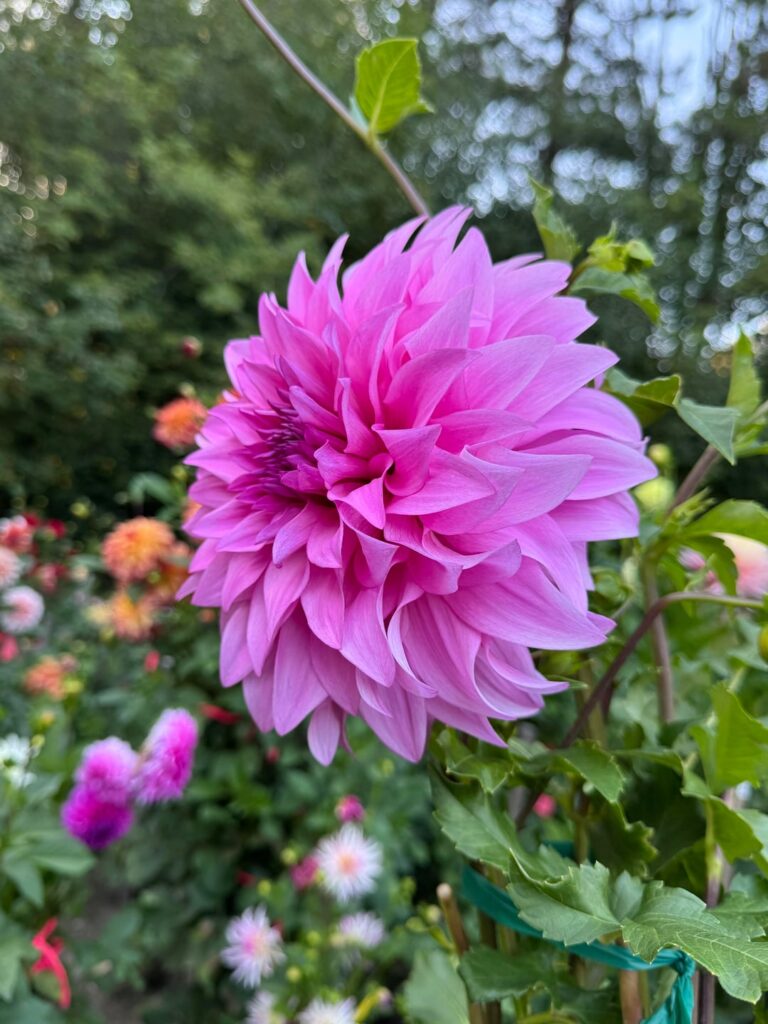 Was today rough? Please join me for an evening walk around the gardens. ☺️ Was today rough? Please join me for an evening walk around the gardens. ☺️