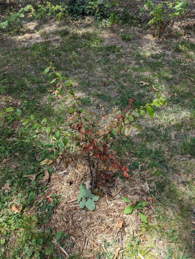 Another Dying Blueberry post Another Dying Blueberry post