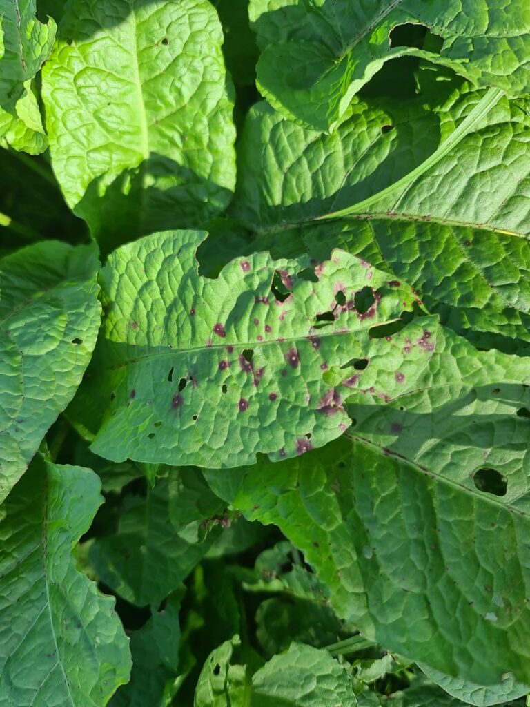 What are these purple spots on these plants?