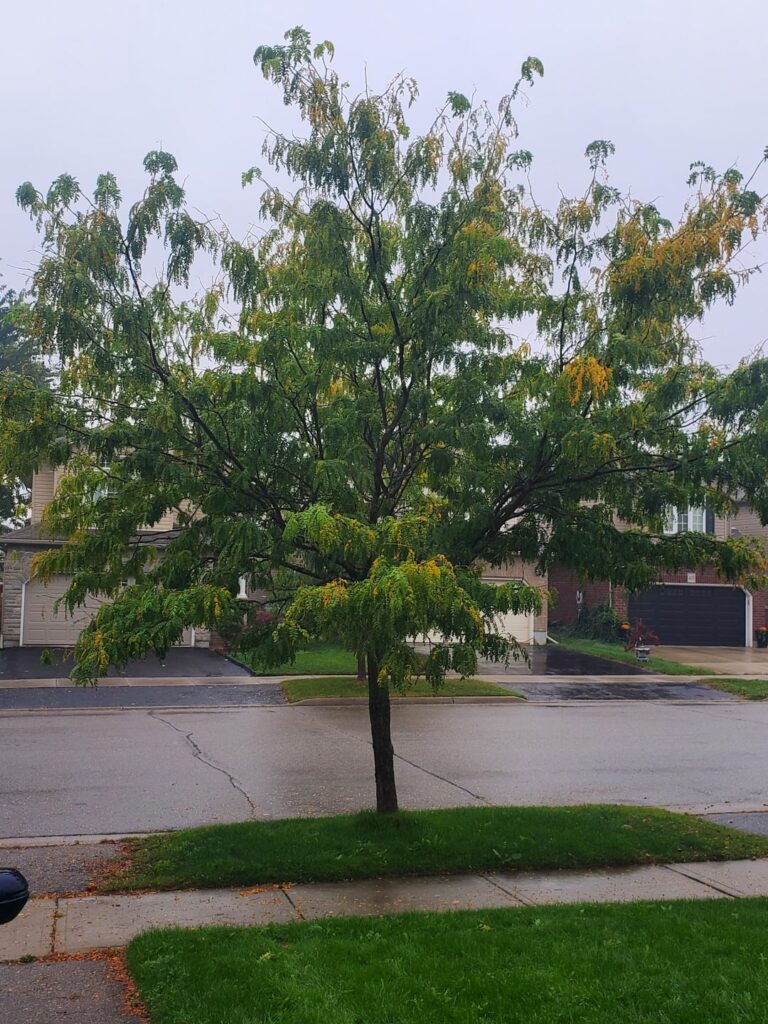 Best way to care for this tree? Best way to care for this tree?