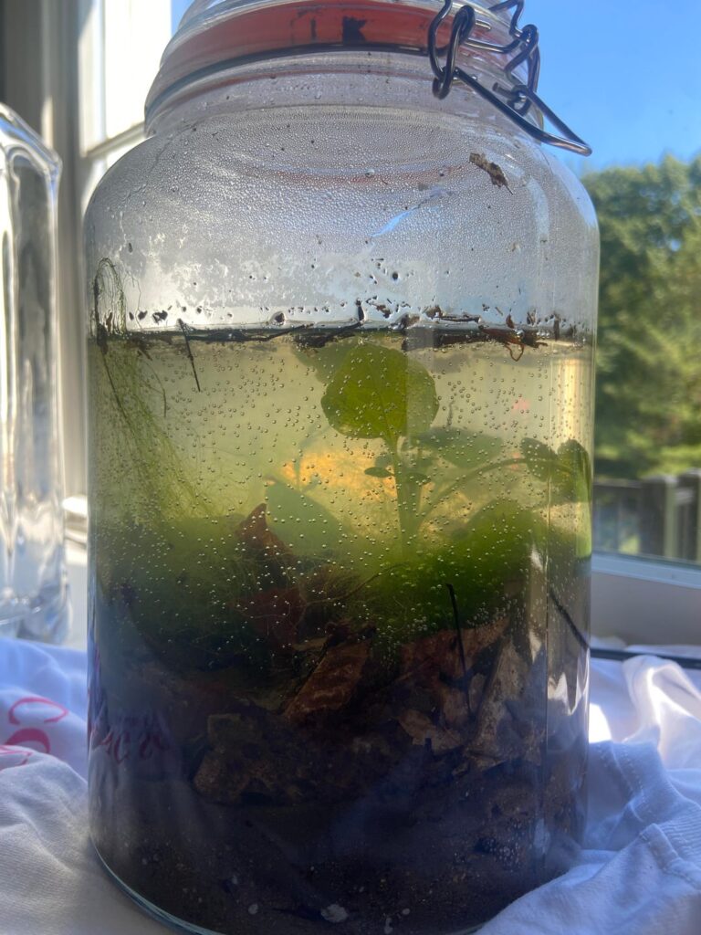 1 day old freshwater ecosphere in 1 gallon jar