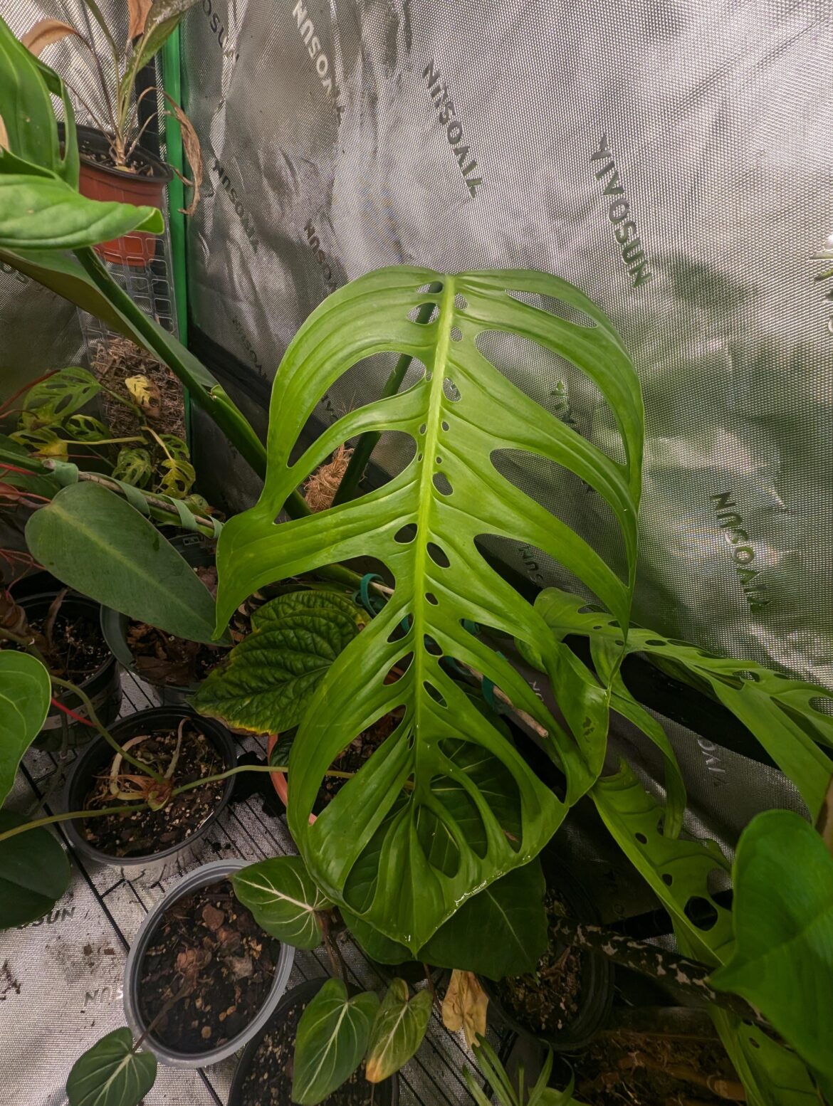 Monstera esqueleto finished unfurling
