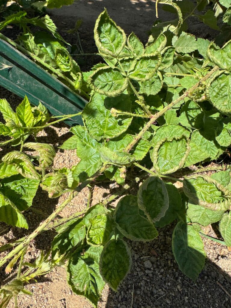 What causes this leaf curl?