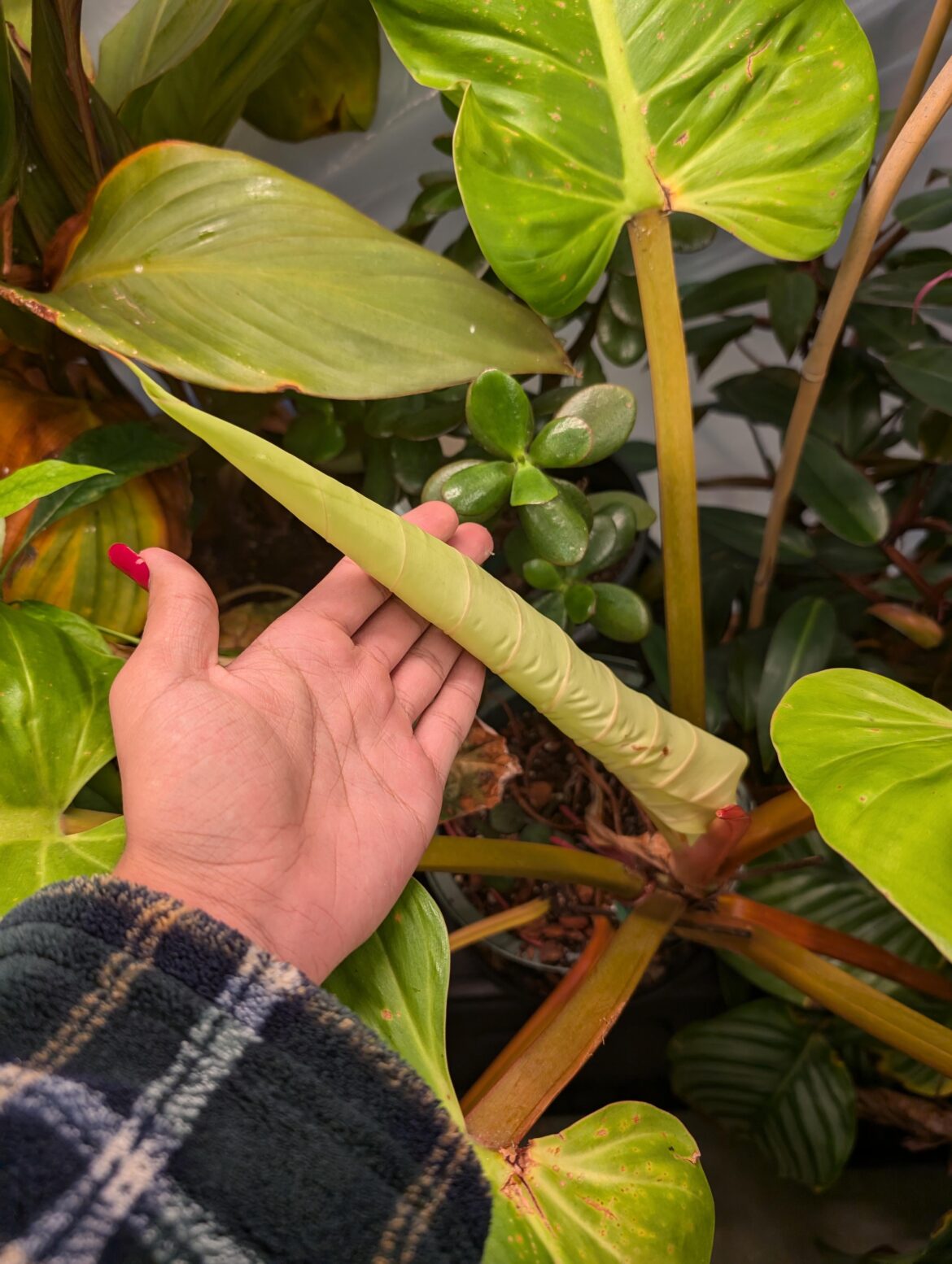 New leaf on my philodendron golden melionii!