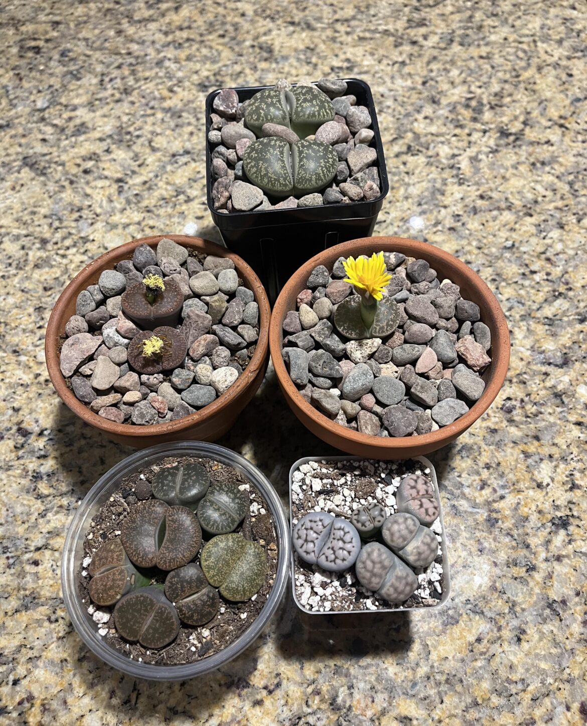 My 17 Butts Grown Indoors