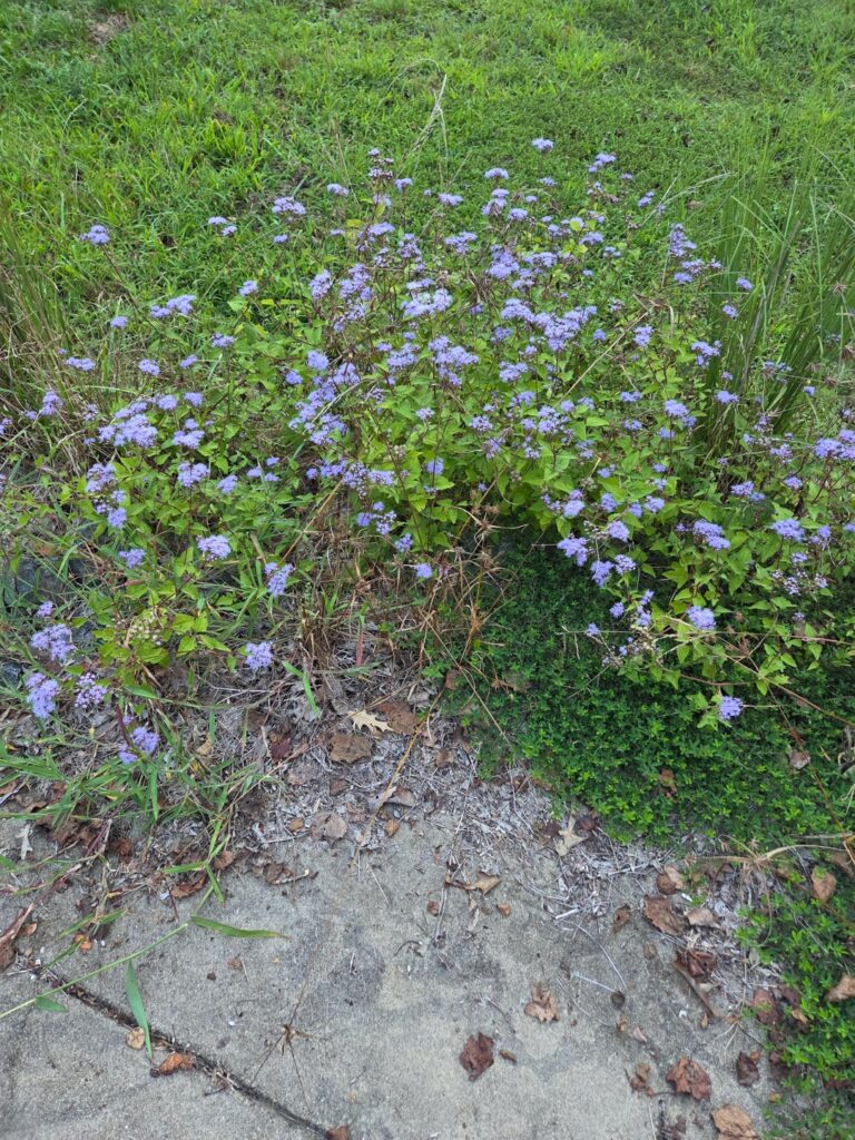 What is this and how do I get it grow all over the yard?