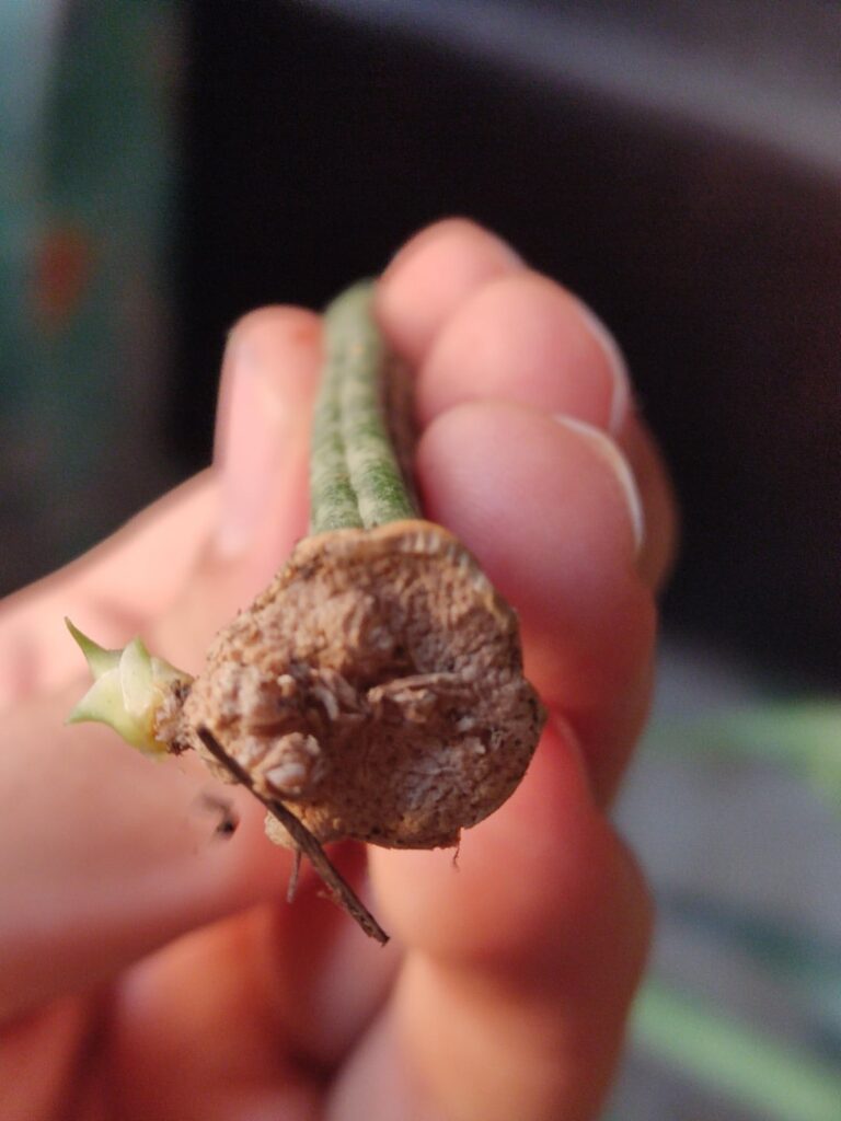Girlfriend found this in a trashcan, I figured it would behave more or less like a snake plant, couple months later it looks like this, what do I do? Girlfriend found this in a trashcan, I figured it would behave more or less like a snake plant, couple months later it looks like this, what do I do?