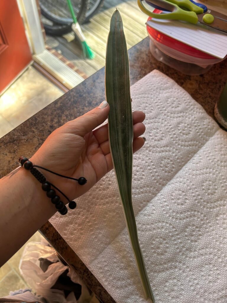 Proplifting Jackpot