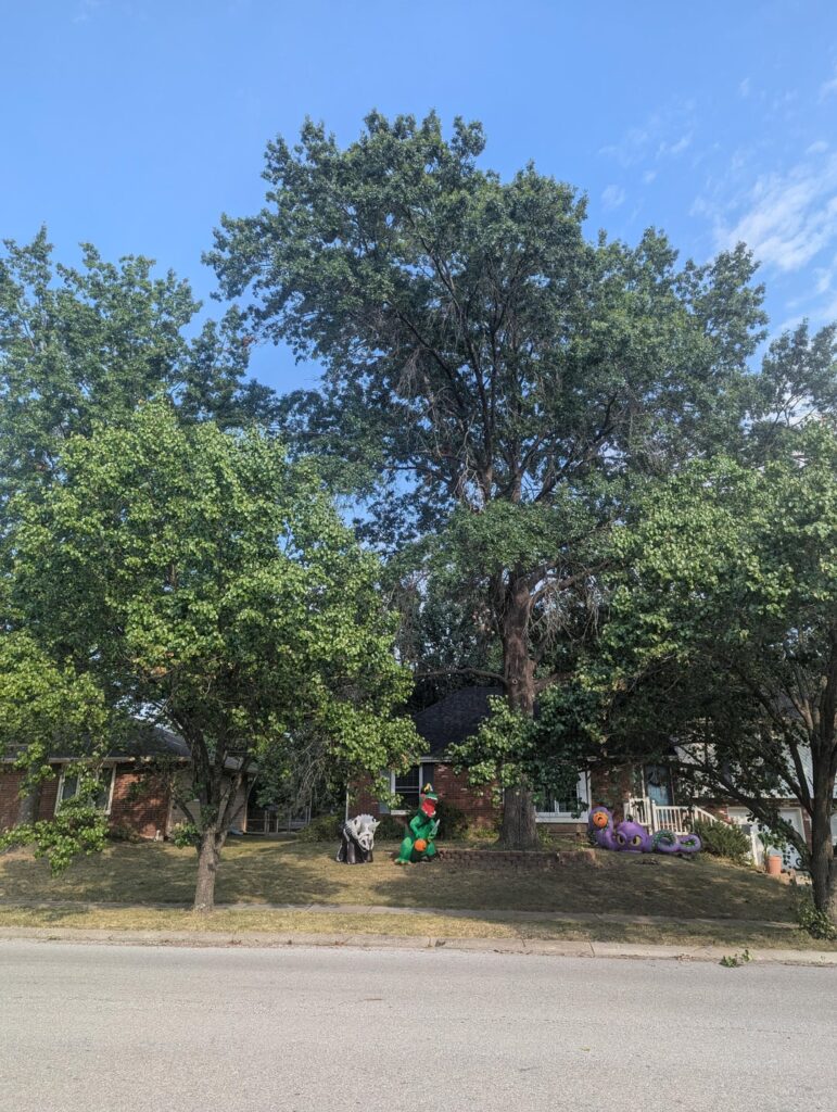 Checking on the health of my oak tree